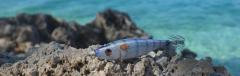 DTD Ballistic Real Fish 3.0B Squid Jig 90 mm 14.5 gr Kalamar Zokası