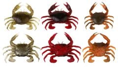 Savage gear LB 3D Manic Crab 5 cm 4 Adet Sahte Balık